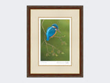 Colourful-Kingfisher-Print-Harvest-Twist