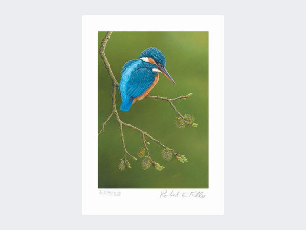 Colourful Kingfisher | Limited Edition Art Print