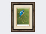 Colourful-Kingfisher-Print-Medium-Dark-Grey-Burr