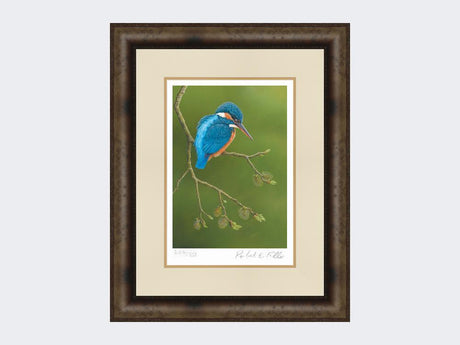 Colourful-Kingfisher-Print-Medium-Dark-Grey-Burr