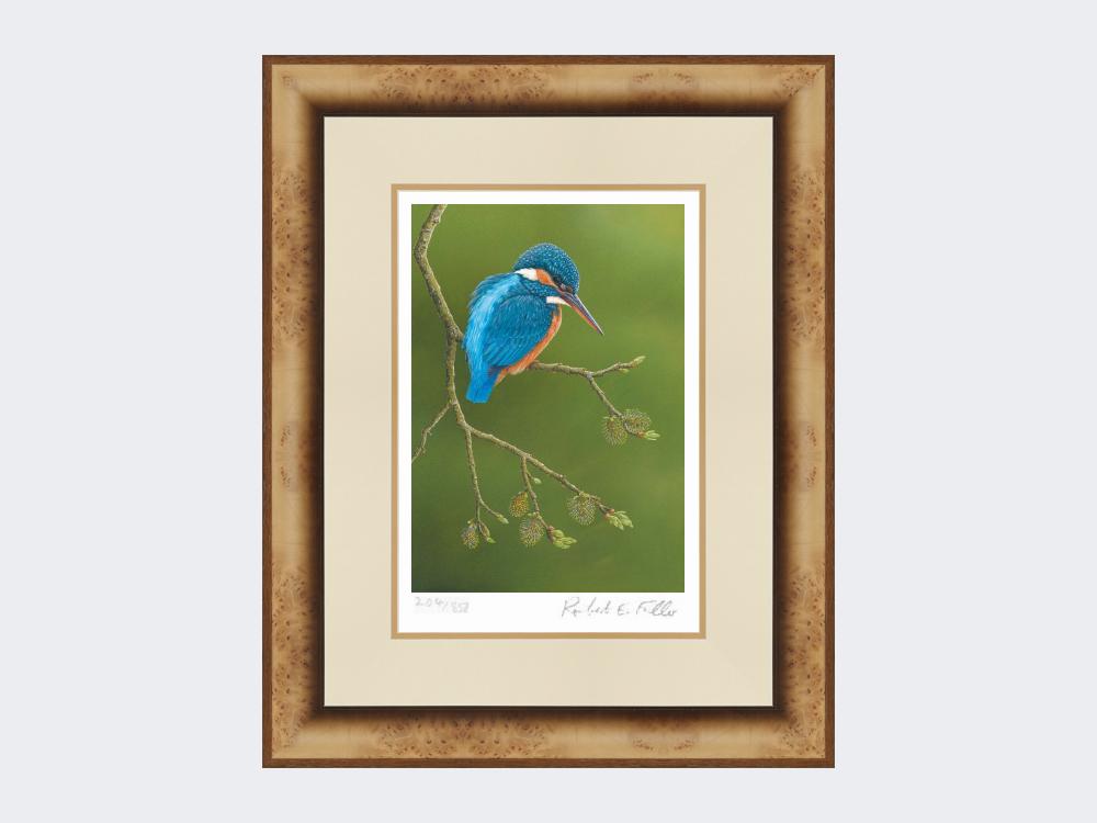 Colourful-Kingfisher-Print-Medium-Light-Burr