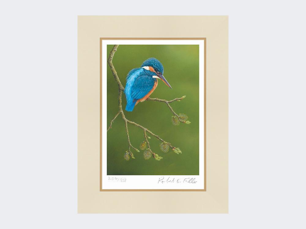 Colourful-Kingfisher-Print-Mounted-Print-Only