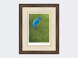 Colourful-Kingfisher-Print-Small-Dark-Grey-Burr