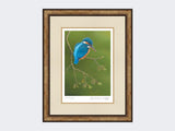 Colourful-Kingfisher-Print-Small-Light-Burr