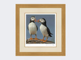 Courting-Puffins-Limited-Edition-Print-Light-Oak