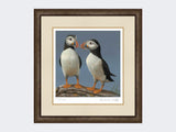 Courting-Puffins-Limited-Edition-Print-Small-Dark-Grey-Burr