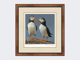 Courting-Puffins-Limited-Edition-Print-Small-Walnut-Burr