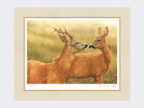 Courting-Roe-Deer-Print-Mounted-Print-Only