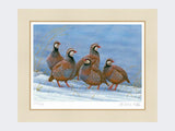 Covey-of-Partridges-Print-Mounted-Print-Only