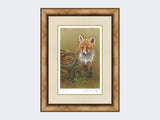 Curious-Fox-Cub-Print-Medium-Light-Burr