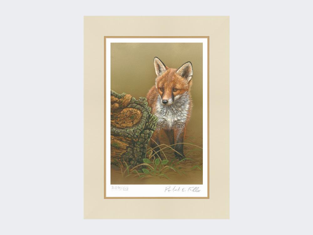 Curious-Fox-Cub-Print-Mounted-Print-Only