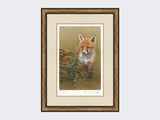 Curious-Fox-Cub-Print-Small-Light-Burr