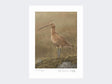 Curlew-Limited-Edition-Print-Loose-Print-Only