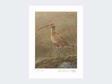 Curlew-Limited-Edition-Print-Loose-Print-Only