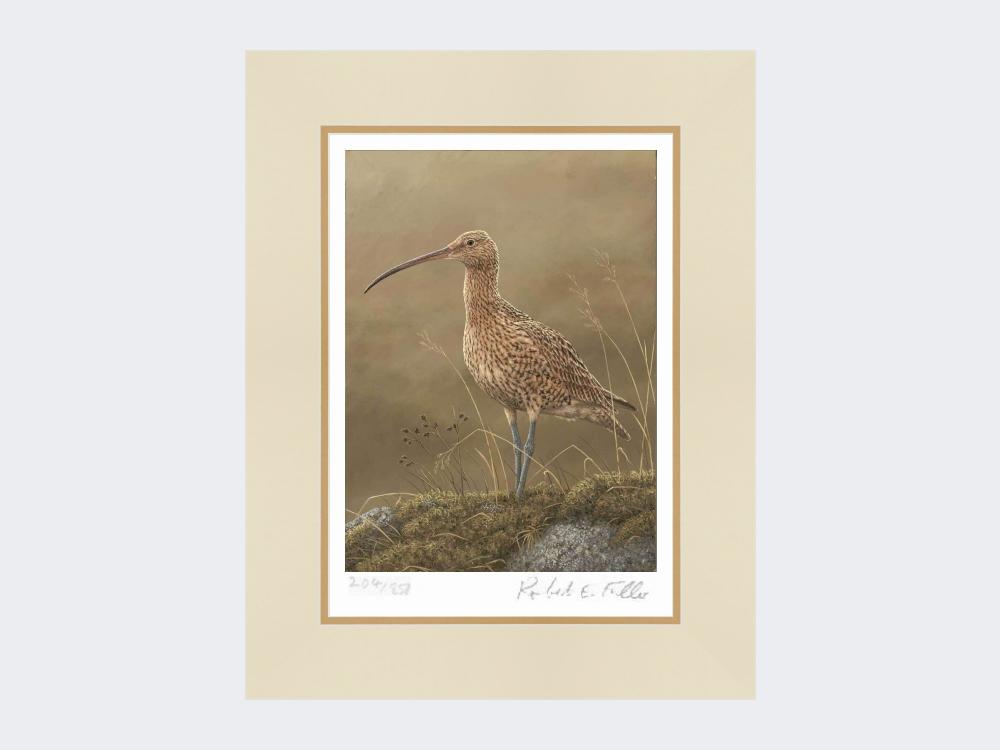 Curlew-Limited-Edition-Print-Mounted-Print-Only