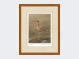 Curlew-Limited-Edition-Print-Rustic-Country