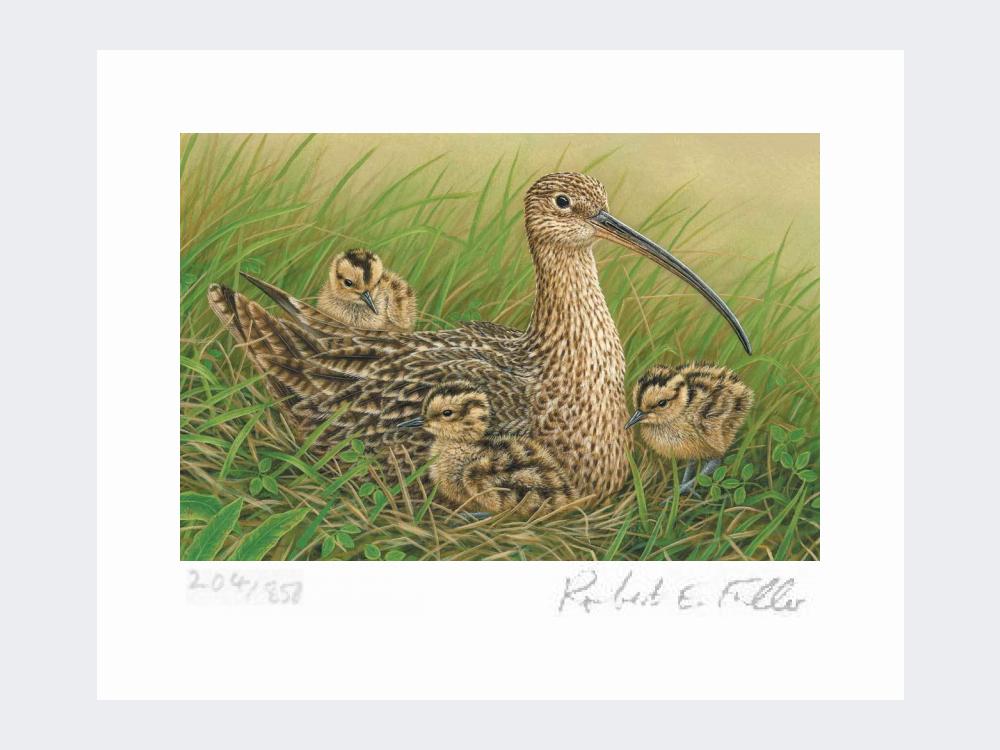 Curlew-and-Chicks-Loose-Print-Only