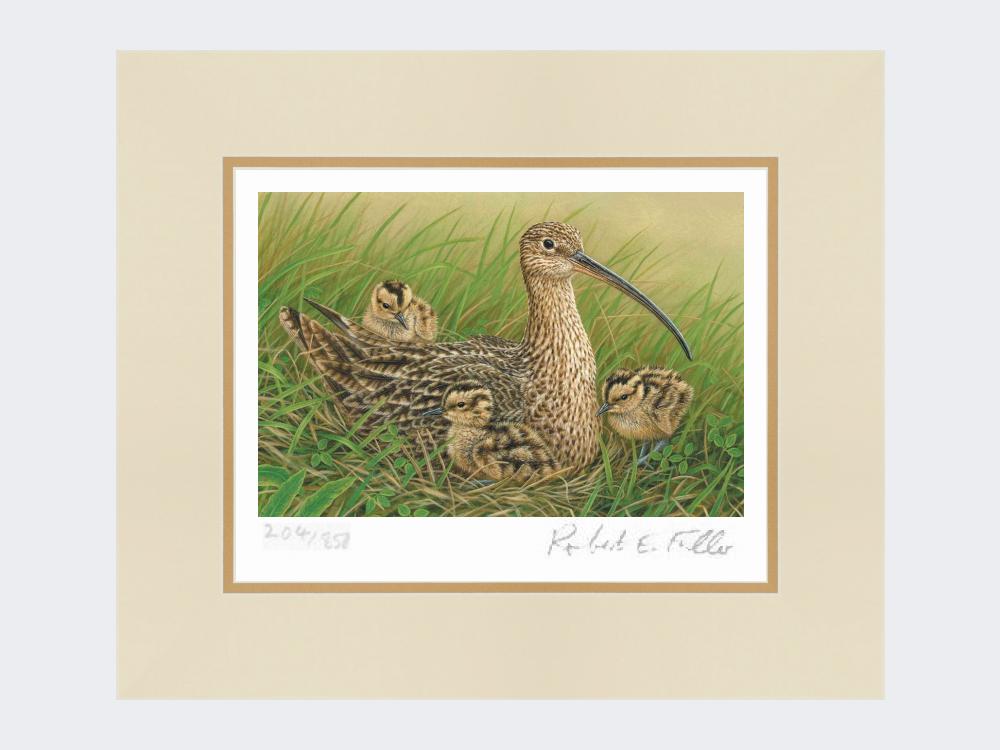 Curlew-and-Chicks-Mounted-Print-Only