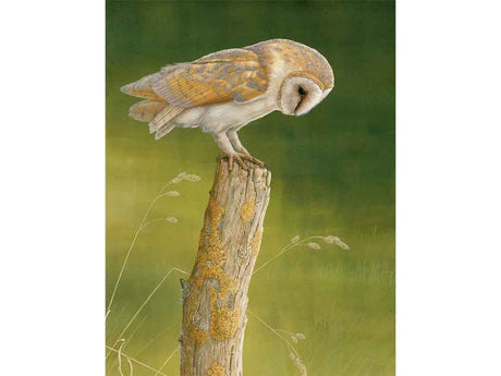 E_Barn_Owl_Burdale