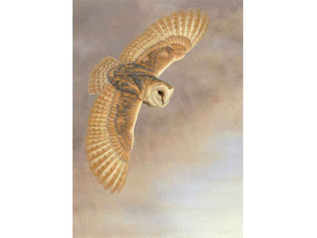 E_Barn_Owl_Flight