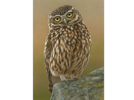 E_inquisitive-little-owl