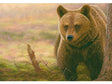 European-Brown-Bear-Original-Painting