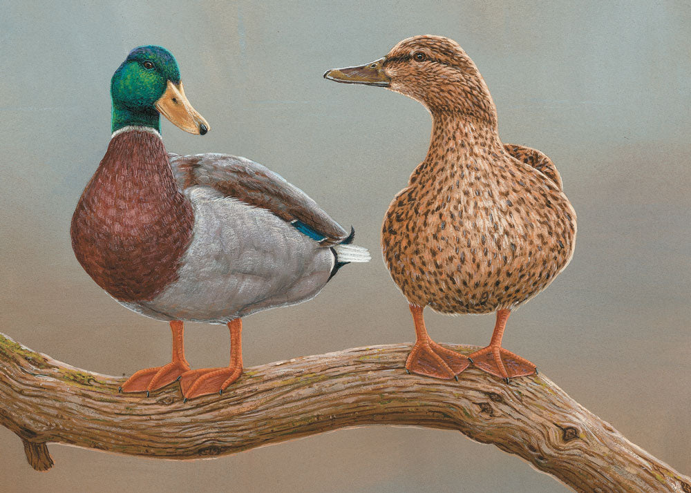 Mallards Two's a Pair | Individual Card | Size A