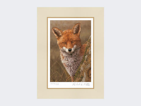 Fox-at-Dawn-Print-Mounted-Print-Only