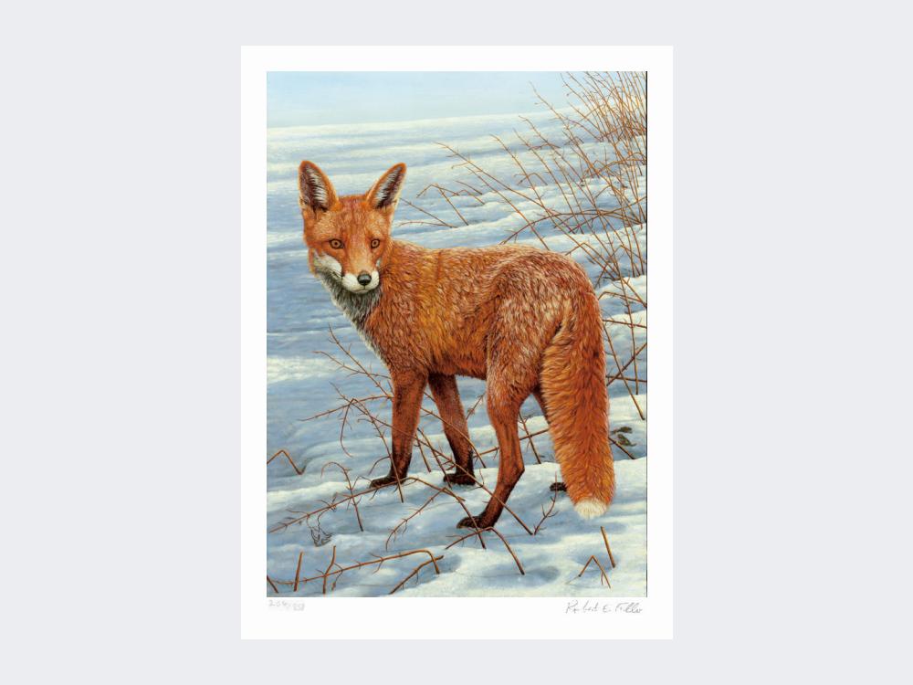 Fox-on-the-Lookout-Print-Loose-Print-Only