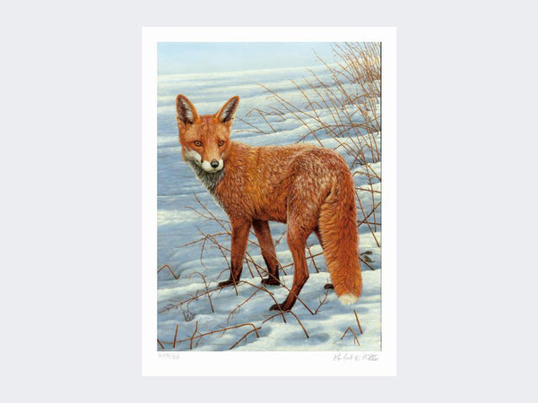 Fox on the Lookout | Limited Edition Art Print