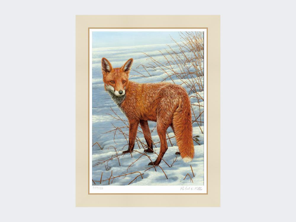 Fox-on-the-Lookout-Print-Mounted-Print-Only