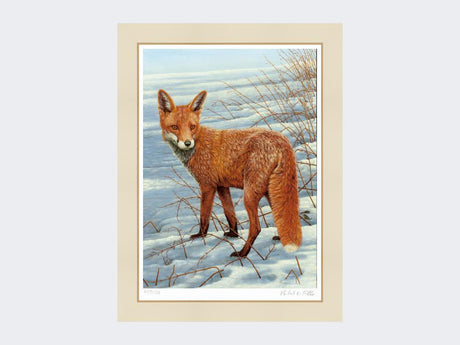 Fox-on-the-Lookout-Print-Mounted-Print-Only