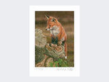 Fox-on-tree-stump-Print-Loose-Print-Only