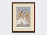 Gannets-Sky-Pointing-Limited-Edition-Print-Harvest-Twist