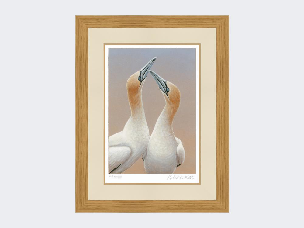 Gannets-Sky-Pointing-Limited-Edition-Print-Light-Oak