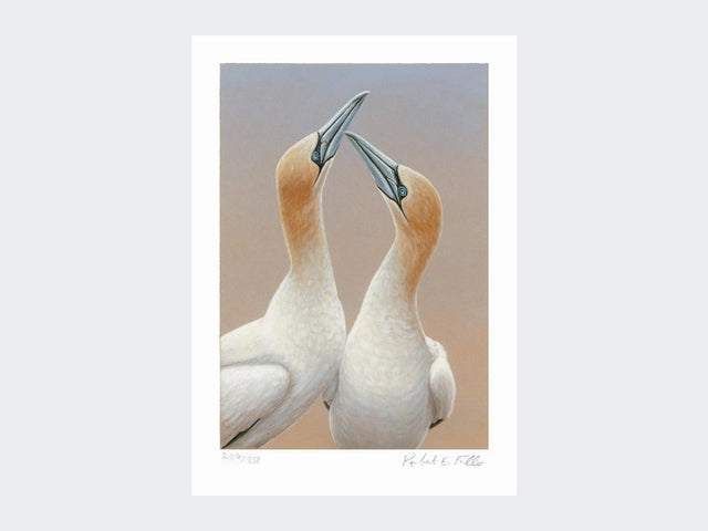 Gannets-Sky-Pointing-Limited-Edition-Print-Loose-Print-Only