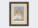 Gannets-Sky-Pointing-Limited-Edition-Print-Medium Dark Grey Burr