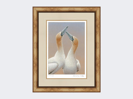 Gannets-Sky-Pointing-Limited-Edition-Print-Medium-Light-Burr