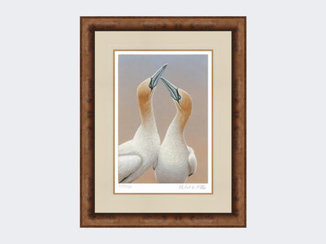 Gannets-Sky-Pointing-Limited-Edition-Print-Medium-Walnut-Burr