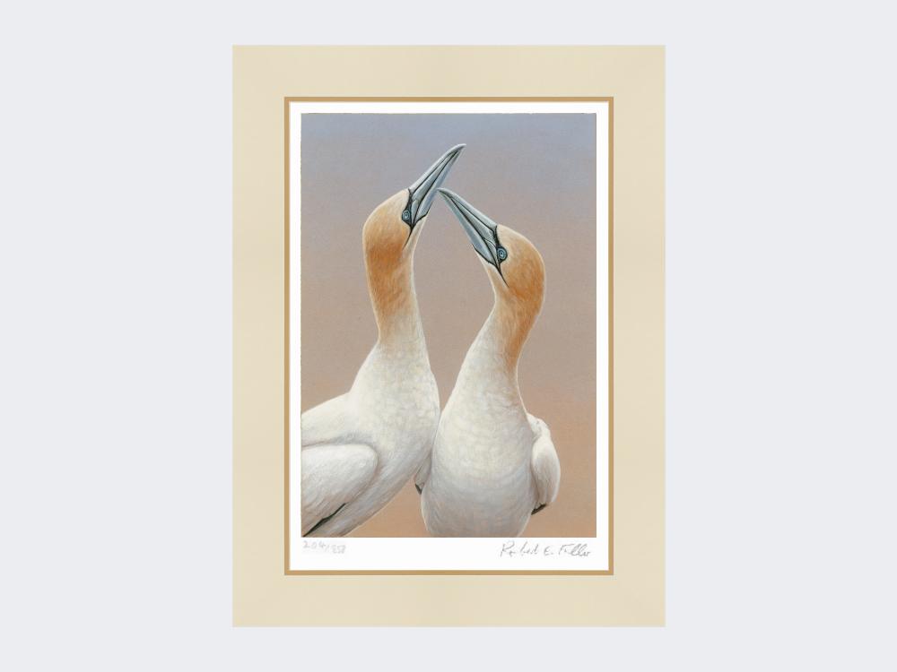 Gannets-Sky-Pointing-Limited-Edition-Print-Mounted-Print-Only