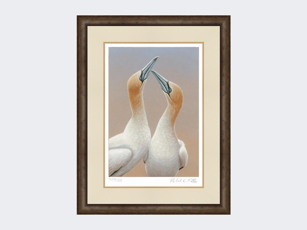 Gannets-Sky-Pointing-Limited-Edition-Print-Small-Dark-Grey-Burr