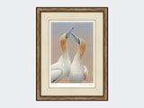 Gannets-Sky-Pointing-Limited-Edition-Print-Small-Light-Burr