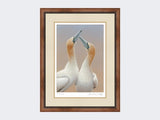 Gannets-Sky-Pointing-Limited-Edition-Print-Small-Walnut-Burr