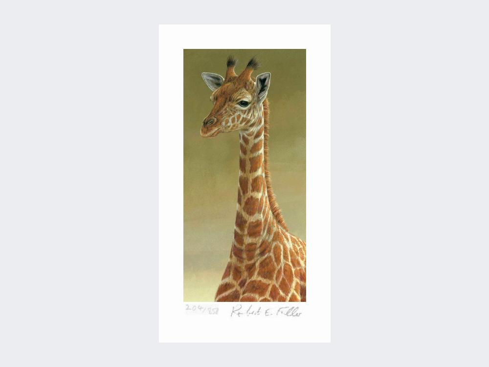 Giraffe-Portrait-Print-Loose-Print-Only