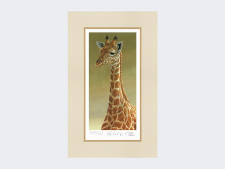 Giraffe-Portrait-Print-Mounted-Print-Only