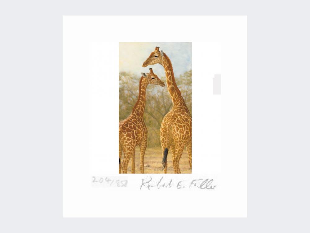 Giraffe-of-Etosha-Print-Loose-Print-Only