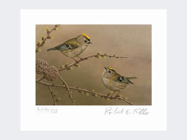 Goldcrest on Larch | Limited Editon Print