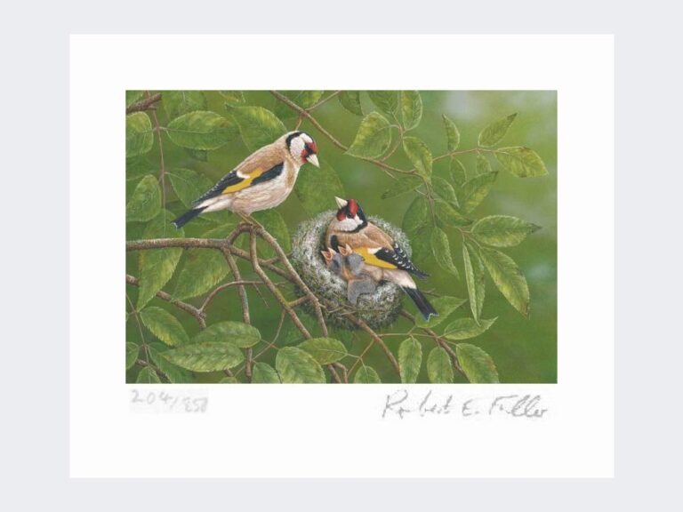 Goldfinch at Nest | Limited Edition Art Print