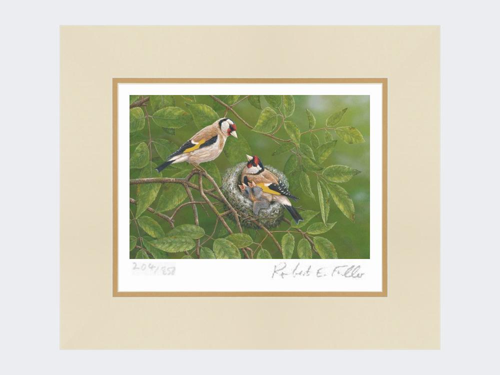 Goldfinch-at-Nest-Print-Mounted-Print-Only