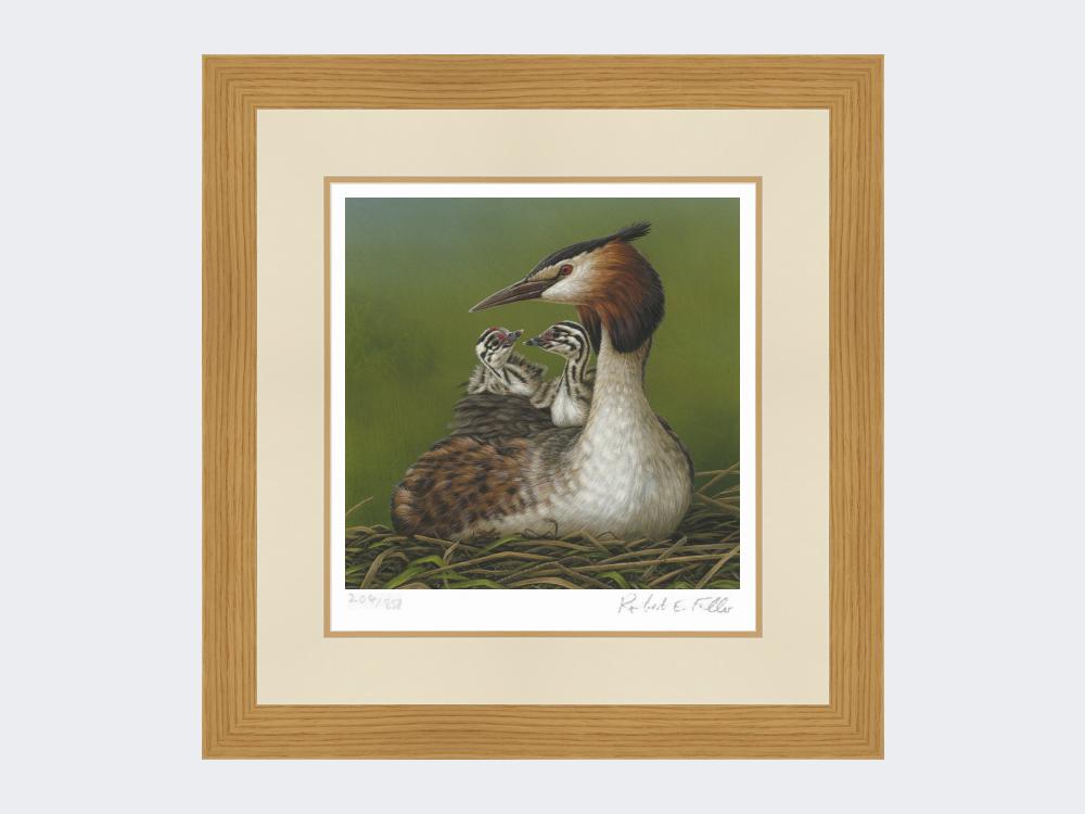 Great-Crested-Grebe-and-Chicks-Print-Light-Oak